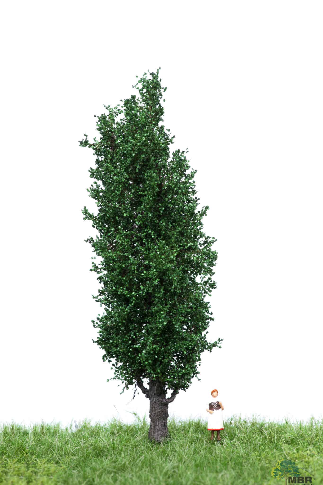 ITALIAN POPLAR - HIGH TREE